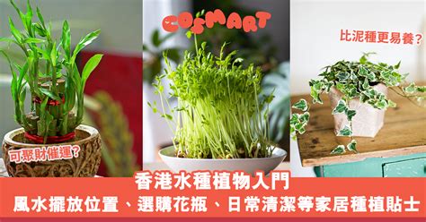 泥種植物風水|旺運必備：泥種植物攻略